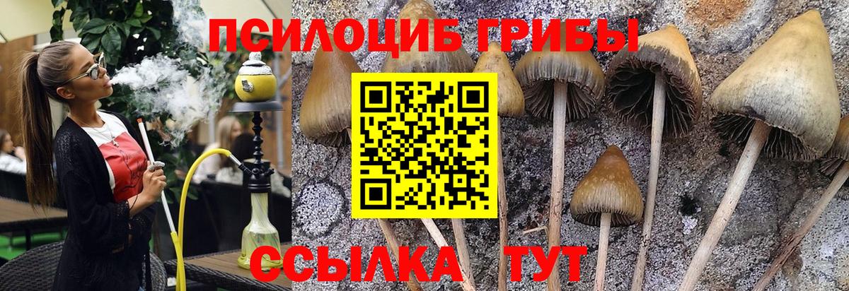 Галлюциногенные грибы Psilocybine cubensis  Псилоцибиновые грибы Psilocybine cubensis  Белая Калитва  Вход с VPN 